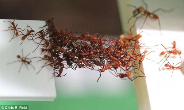 개미의 집단 지성이 만드는 살아있는 다리(Living bridge) 출처: http://www.dailymail.co.uk/sciencetech/article-3331188/How-ants-create-living-bridges-bodies-Time-lapse-shows-insects-transforming-huge-mass-span-gaps.html