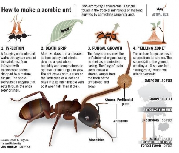 좀비 개미가 되는 과정, 출처 David Hughes