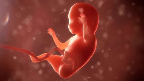 아이가 주로 사용하게 될 손은 임신 8주 경에 결정된다.  Credit: u3d/Shutterstock