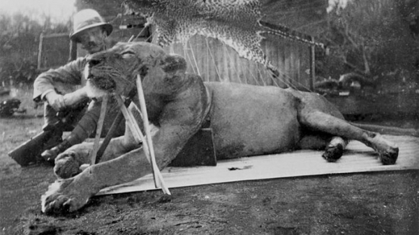 1898년 당시 케냐를 공포로 몰아 넣은 사자의 포획 후 모습. 출처 : The Field Museum