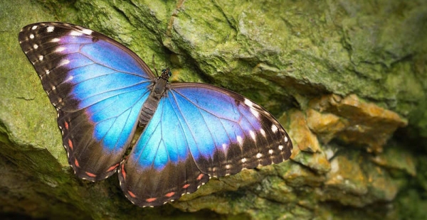 이 나비가 바로 모르포 나비입니다. 출처 : 포토리아